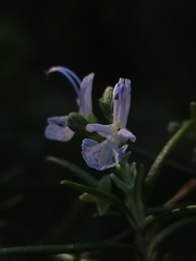 Salvia rosmarinus