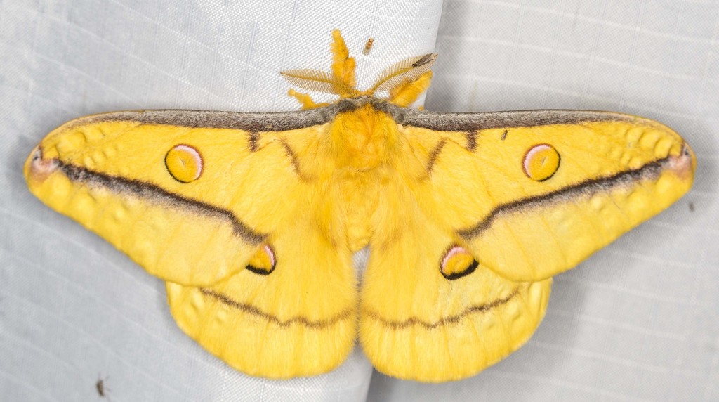 Emperor Moth