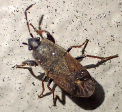 Megalonotus sabulicola