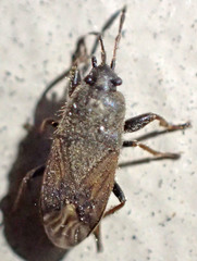 Megalonotus sabulicola