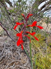 Gladiolus splendens