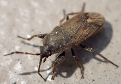 Megalonotus sabulicola