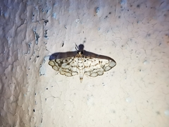 Hileithia rehamalis