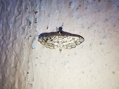 Hileithia rehamalis
