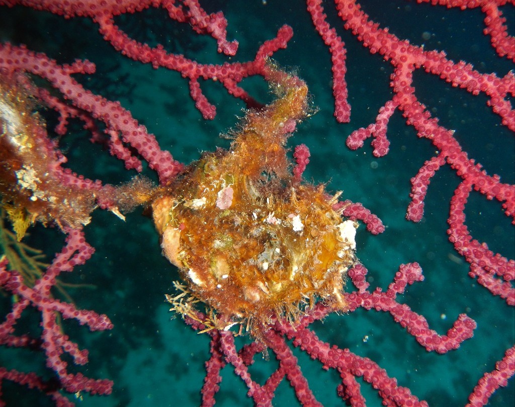 European Wing Oyster