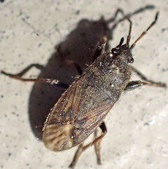 Megalonotus sabulicola