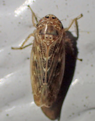 Euscelis variegatus