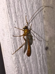 Enicospilus guatemalensis