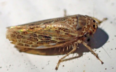 Euscelis variegatus