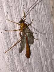 Enicospilus guatemalensis