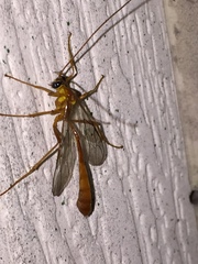 Enicospilus guatemalensis