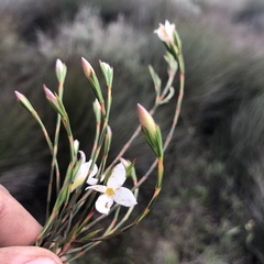Lachnaea uniflora