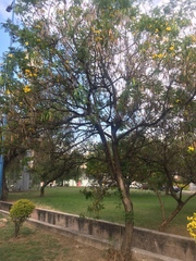 Tipuana tipu