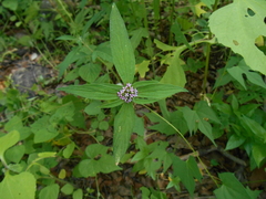 Crusea hispida