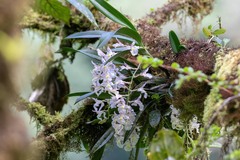 Rodriguezia bracteata