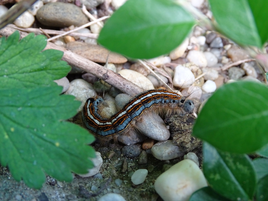 The Lackey from Freising, Deutschland on May 19, 2018 at 1035 AM by