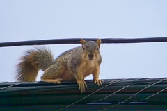 Sciurus niger