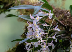 Rodriguezia bracteata