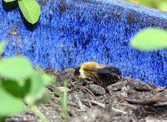 Megachile nigriventris