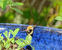 Megachile nigriventris