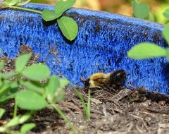 Megachile nigriventris