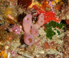 Haliclona mediterranea