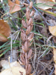 Platanthera aquilonis