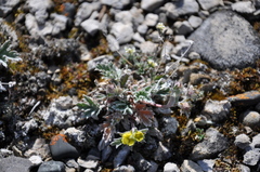 Potentilla pulchella