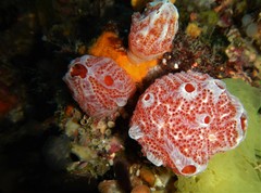 Aplidium elegans