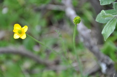Ranunculus pedatifidus