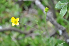Ranunculus pedatifidus