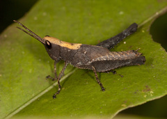 Phaeoparia lineaalba
