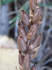 Platanthera aquilonis