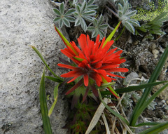 Castilleja rupicola