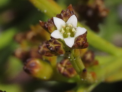 Thesium pseudovirgatum