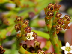 Thesium pseudovirgatum