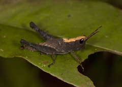 Phaeoparia lineaalba