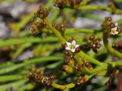 Thesium pseudovirgatum