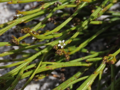 Thesium pseudovirgatum