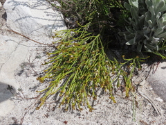 Thesium pseudovirgatum