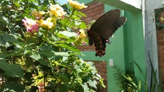 Mimoides thymbraeus aconophos