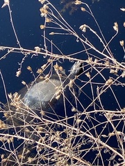 Pseudemys rubriventris