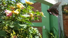 Mimoides thymbraeus aconophos