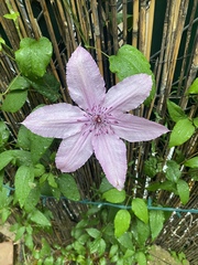 Clematis