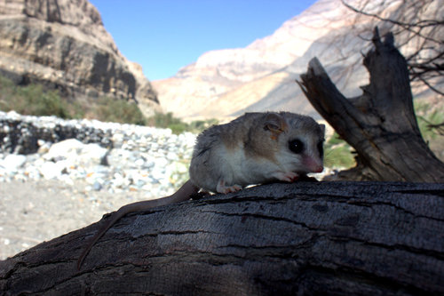 Tate's Fat-tailed Mouse Opossum (Thylamys tatei) — Data Deficient Mammalia