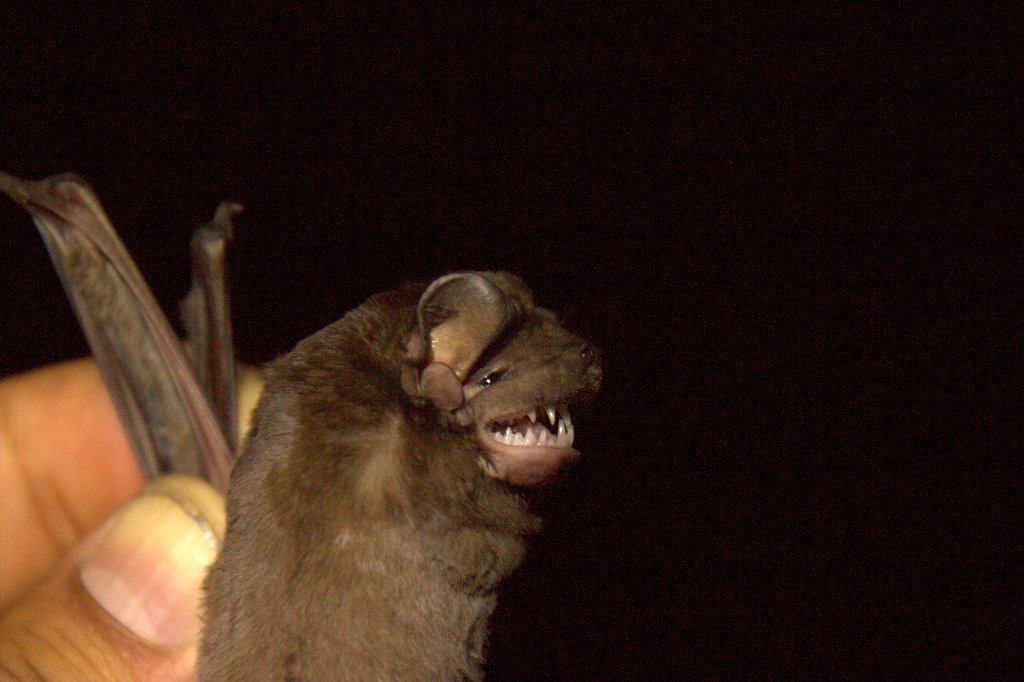 Davison's Mastiff Bat