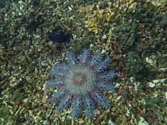 Acanthaster