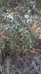 Comarostaphylis diversifolia diversifolia