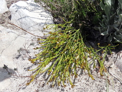 Thesium pseudovirgatum