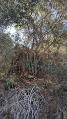 Comarostaphylis diversifolia diversifolia